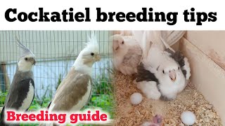 Cockatiel breeding Tips  Cockatiel bird breeding tips  Cockatiel bird breeding Guide [upl. by Enniotna]