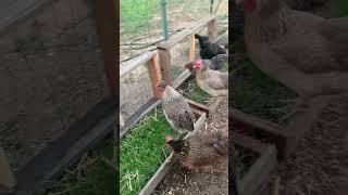 Salad bar boxes for chickens [upl. by Ellenhoj]