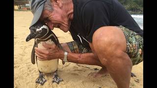 A Penguin that Swims 5000 Miles to Reunite with His Rescuer [upl. by Israel]