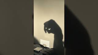 My Saber Tooth Cat hand shadow demonstration on a wall [upl. by Ilyse]