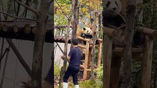 Panda Cub’s Throne cute fyp viralvideo panda pandacub cutepanda pandalove cuteanimals [upl. by Kauslick426]