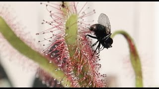 Drosera Capensis VS Fly [upl. by Phedra346]