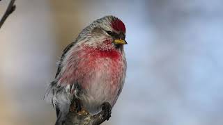 Common Redpoll bird Sound Bird Song Bird Callbird calling Chirps Lissen Bird calling [upl. by Anailli]