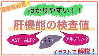 教科書をわかりやすく！「肝機能の検査数値とは？」〜ASTやALT、アルブミンを簡単に解説！〜 [upl. by Akemet260]