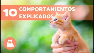 10 COMPORTAMIENTOS de los GATOS explicados 🐱❓ [upl. by Rimidalv71]