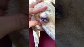 Why Does My Dogs Pink Eye Swell For Three Days [upl. by Gow]