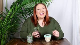 How to Propagate a Zebra Haworthia Succulent [upl. by Halima]