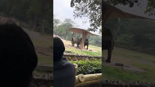 Hathi mere sathi zoology park Delhi [upl. by Bubalo9]