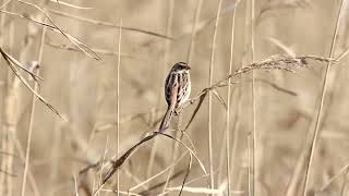 쇠검은머리쑥새 Emberiza yessoensis [upl. by Gabler]