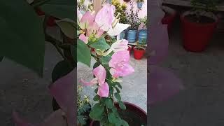 rose bougainvillea hibiscus vinca flowers trending ytshorts [upl. by Silecara]