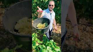 Harvesting in ChâteauneufduPape [upl. by Ayres605]