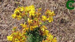 Hypericum perforatum  Iperico Erba di san Giovanni  Erbe aromatiche medicinali e commestibili [upl. by Kennet36]