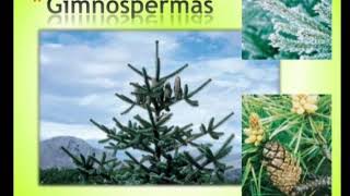 Las plantas Gimnospermas y ciclo de reproducción de la misma [upl. by Sancho306]