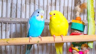 Cute Pet Budgies Chirping 35 Hr Nature Parakeets Bird Sound to Reduce Stress [upl. by Lough4]