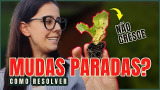 3 MOTIVOS QUE DEIXAM SUAS MUDAS PARALISADAS e COMO RESOLVER [upl. by Deidre]