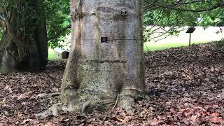 Botanic Gardens Singapore [upl. by Webb]