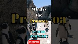 What is the protozoa of Amoebic Dysentery shorts facts biology [upl. by Silvan]