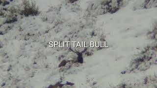 Split Tail Bull [upl. by Clarance]