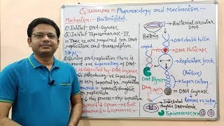 Chemotherapy of Antibiotics Part16 Fluoroquinolone 02  Mechanism of Action  Fluoroquinolone [upl. by Dippold]