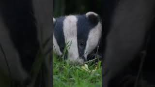 Honey badger Mephitidae Mellivora Old world badgers [upl. by Nyrahtak]