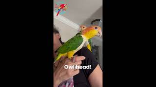 Dancing With My Caiques 💜  parrotbliss caiqueparrot caique [upl. by Shanney363]