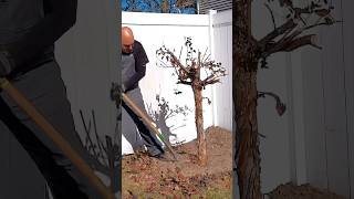 shorts bonsai bonsaitree gardening Digging a yamadori Ninebark tree for our bonsai garden [upl. by Missak]