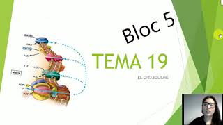 TEMA 18 Introducció al metabolisme i TEMA 19 Catabolisme [upl. by Danyette]