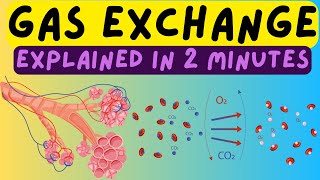 Biology Help The Respiratory System  Gas Exchange In The Alveoli Explained In 2 Minutes [upl. by Cosimo]