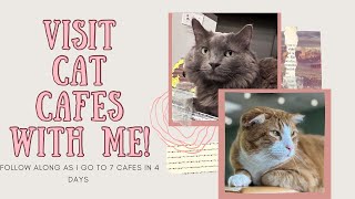 VISIT CAT CAFES WITH ME  7 Cafes in 4 Days 😻 [upl. by Weitzman117]