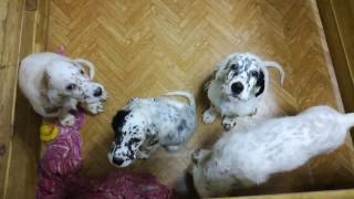 English setter puppies [upl. by Norag]