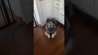 Fluffy Keeshond Stops Barking When He Realizes He Is Being Filmed [upl. by Denice]