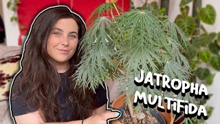 How To Care For Jatropha Multifida  Coral Bush  Physic Nut Plant [upl. by Mohamed]