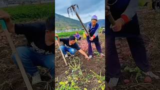 Simple process of quick potato extraction [upl. by Asehr661]