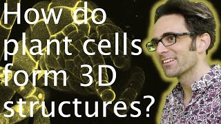 Plant cells in 3D how do they form stuctures  Chris Whitewoods 🧫🌱 [upl. by Lina400]