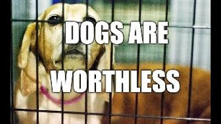 Dogs Are Worthless live stream [upl. by Ibbob]