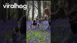 Spaniel Plays Guitar In Bluebell Woods  ViralHog [upl. by Kirtap]