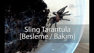 Bebek Tarantula Besleme  Bakım [upl. by Ez827]