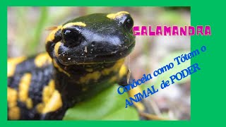 ¿Conoces La SALAMANDRA Como TÓTEM o ANIMAL DE PODER [upl. by Nauqit]