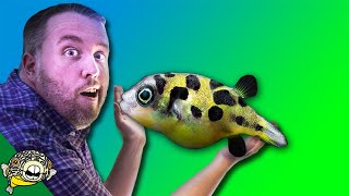 How to care for FRESHWATER PUFFER FISH  Dwarf Puffer Pea Puffer Puffer Fish Mbu Puffer [upl. by Gambrill]