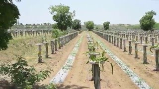 Auroch Dragon Fruit Project at Kharua Village Abdasa Taluka Kutch Gujarat [upl. by Zubkoff537]