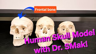 Human Skull Model with Dr SMak [upl. by Ahsekar]