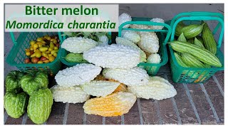 Bitter melon Momordica charantia CURCUBITACEAE a fruit vegetable to explore [upl. by Atilrep]