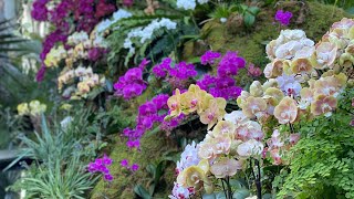 🌸 Orchid Show  New York Botanical Garden Tour 🌸 [upl. by Urbano]