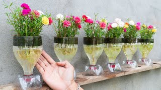 Creative Ideas Recycle Plastic Bottles To Make Beautiful Portulaca Moss Pots For Your Home [upl. by Adlee540]