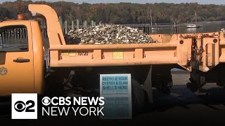 Shells from Long Islands Oyster Festival will be recycled back into harbors [upl. by Nnylyrehc]