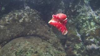 Spanish Dancer  Dancing [upl. by Hartley665]