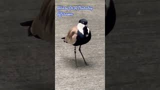 Spurwinged lapbird☺️ detroitzoo aviary zoo birds ornithology love animals animalshorts usa [upl. by Caputto]