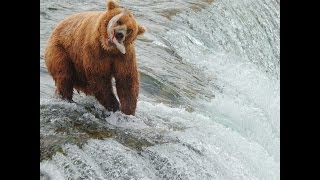 Brown Bears salmon fishing at Brooks Falls Alaska [upl. by Stoller]