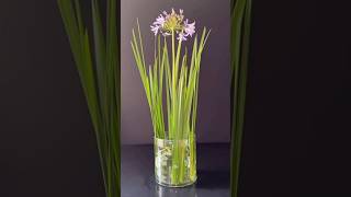 Iris Leaf and agapanthus Flower Arrangement [upl. by Areehs]