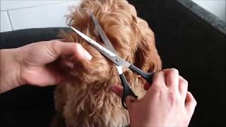 australian labradoodle puppy grooming [upl. by Pavkovic]